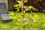 Pfirsich 'Pilot' - Prunus persica 'Pilot'