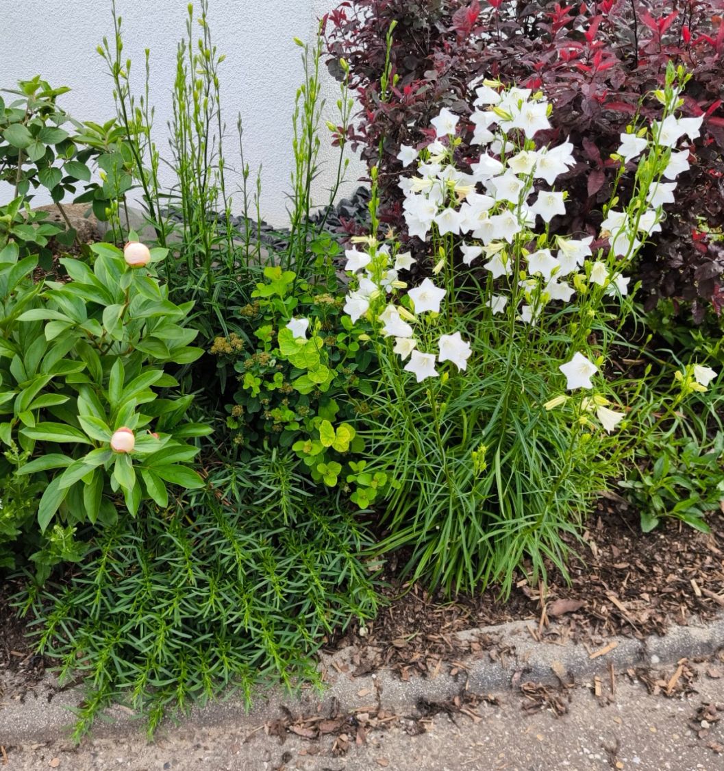 Pfirsichblättrige Glockenblume 'Alba' - Campanula persicifolia 'Alba'