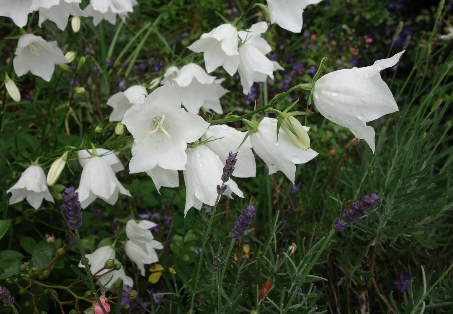 Pfirsichblättrige Glockenblume 'Alba' - Campanula persicifolia 'Alba'
