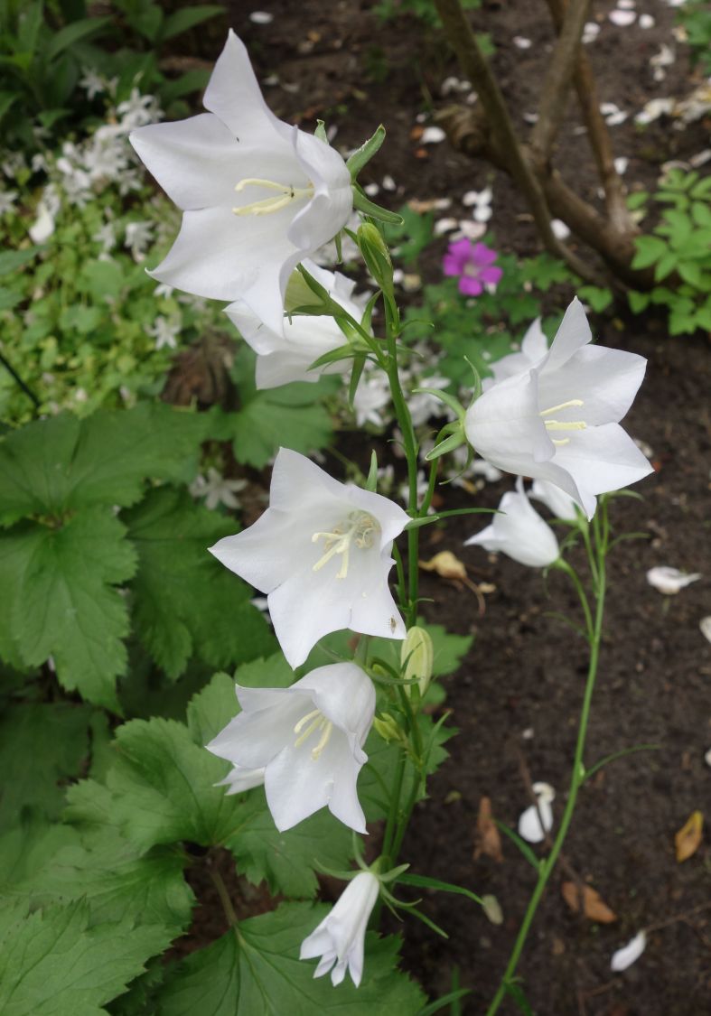 Pfirsichblättrige Glockenblume 'Alba' - Campanula persicifolia 'Alba'
