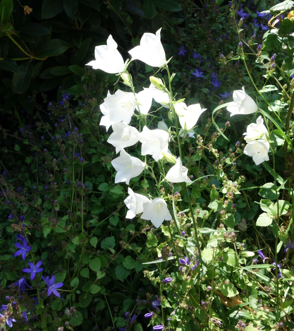 Pfirsichblättrige Glockenblume 'Alba' - Campanula persicifolia 'Alba'