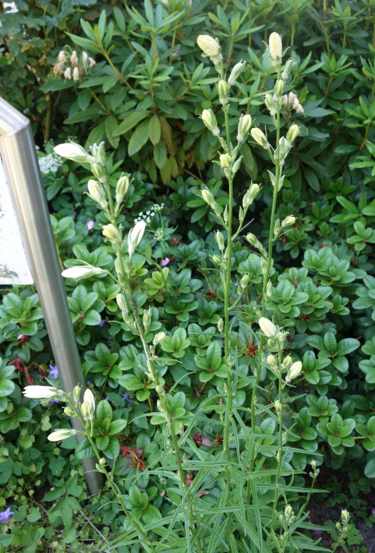 Pfirsichblättrige Glockenblume 'Alba' - Campanula persicifolia 'Alba'