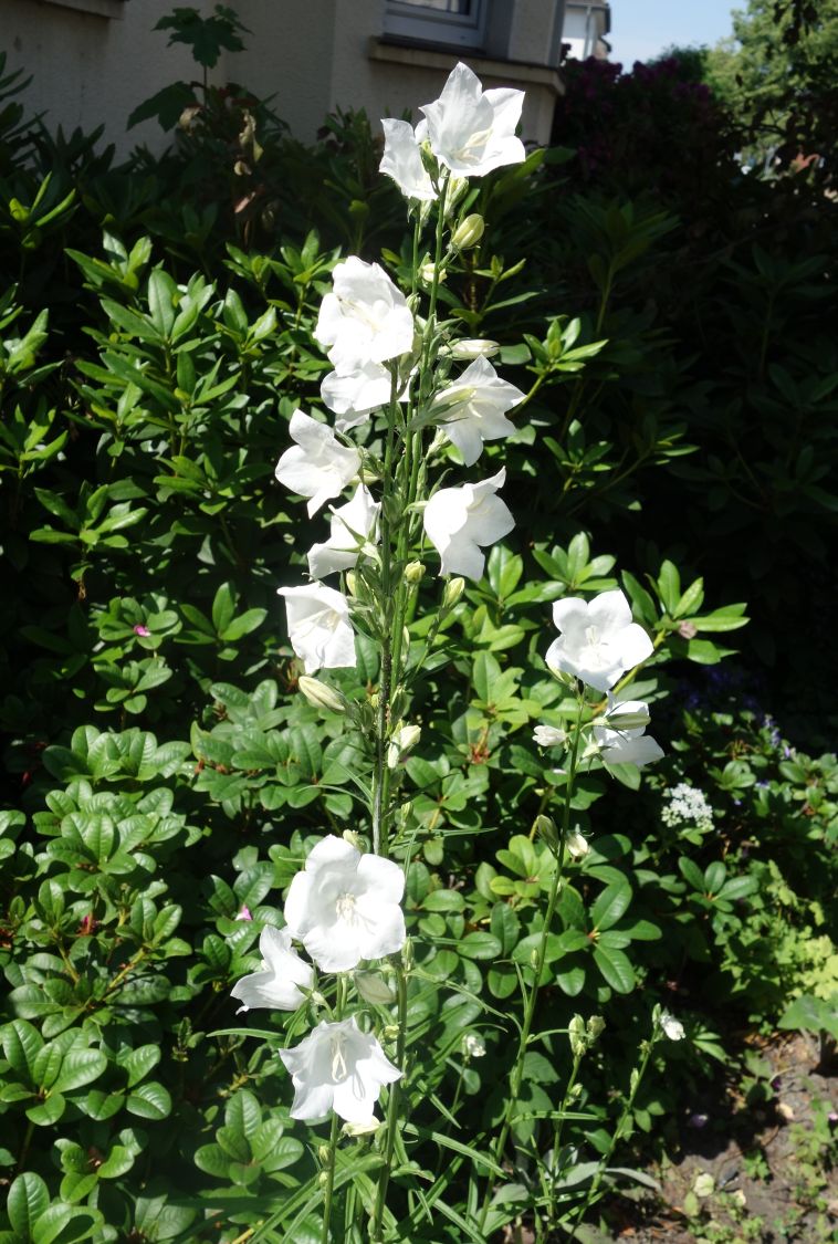 Pfirsichblättrige Glockenblume 'Alba' - Campanula persicifolia 'Alba'