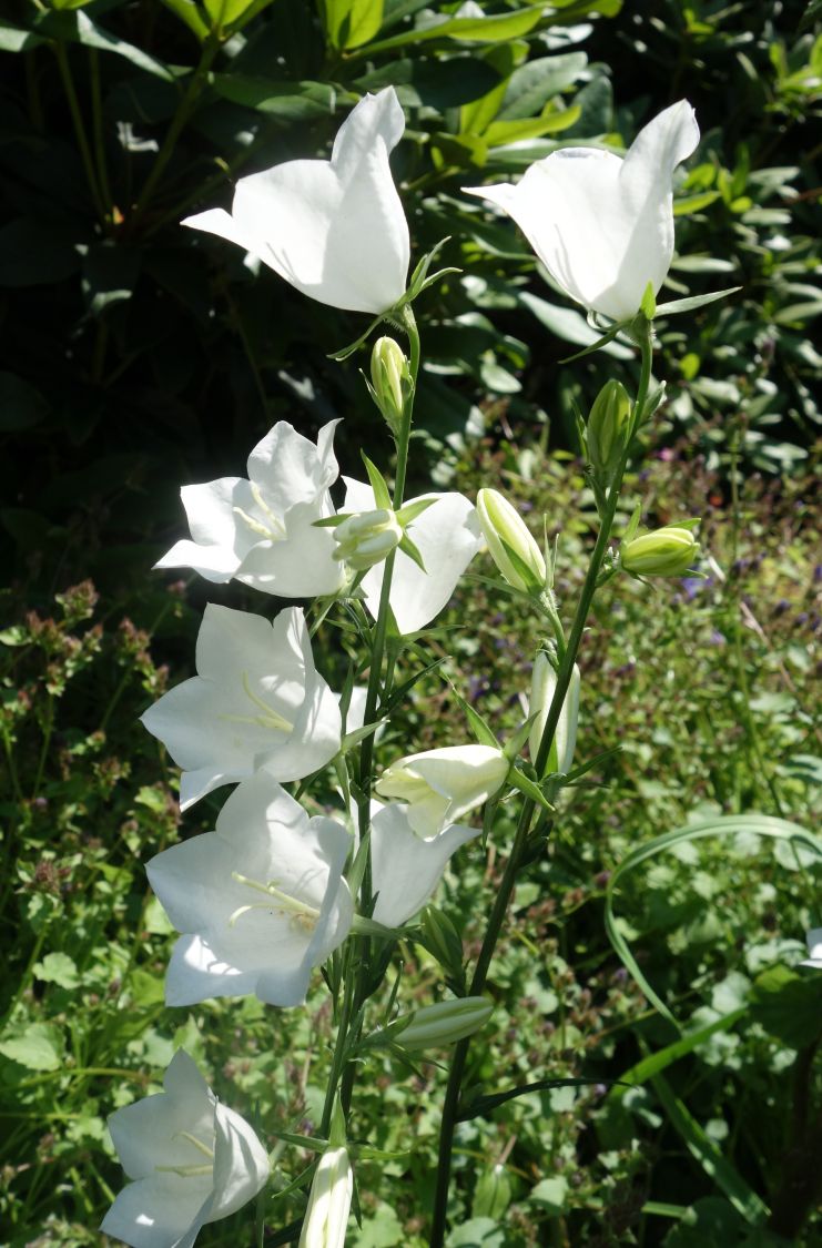 Pfirsichblättrige Glockenblume 'Alba' - Campanula persicifolia 'Alba'