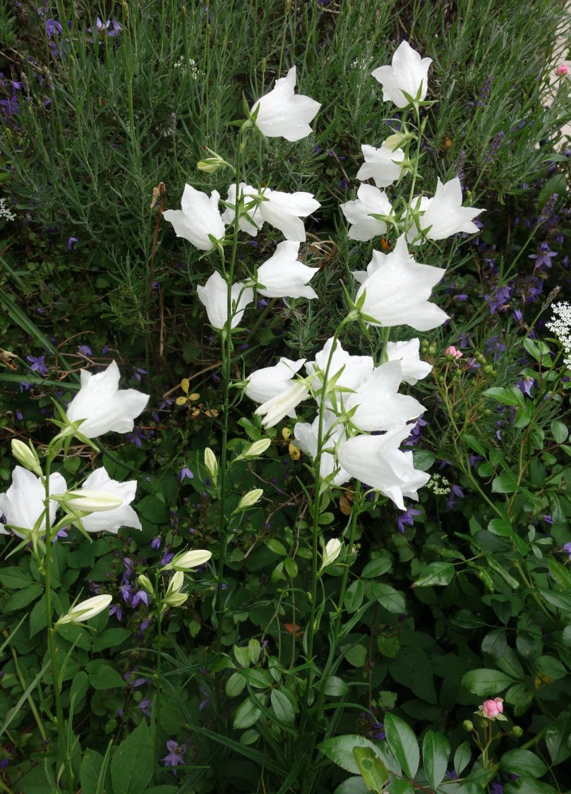 Pfirsichblättrige Glockenblume 'Alba' - Campanula persicifolia 'Alba'