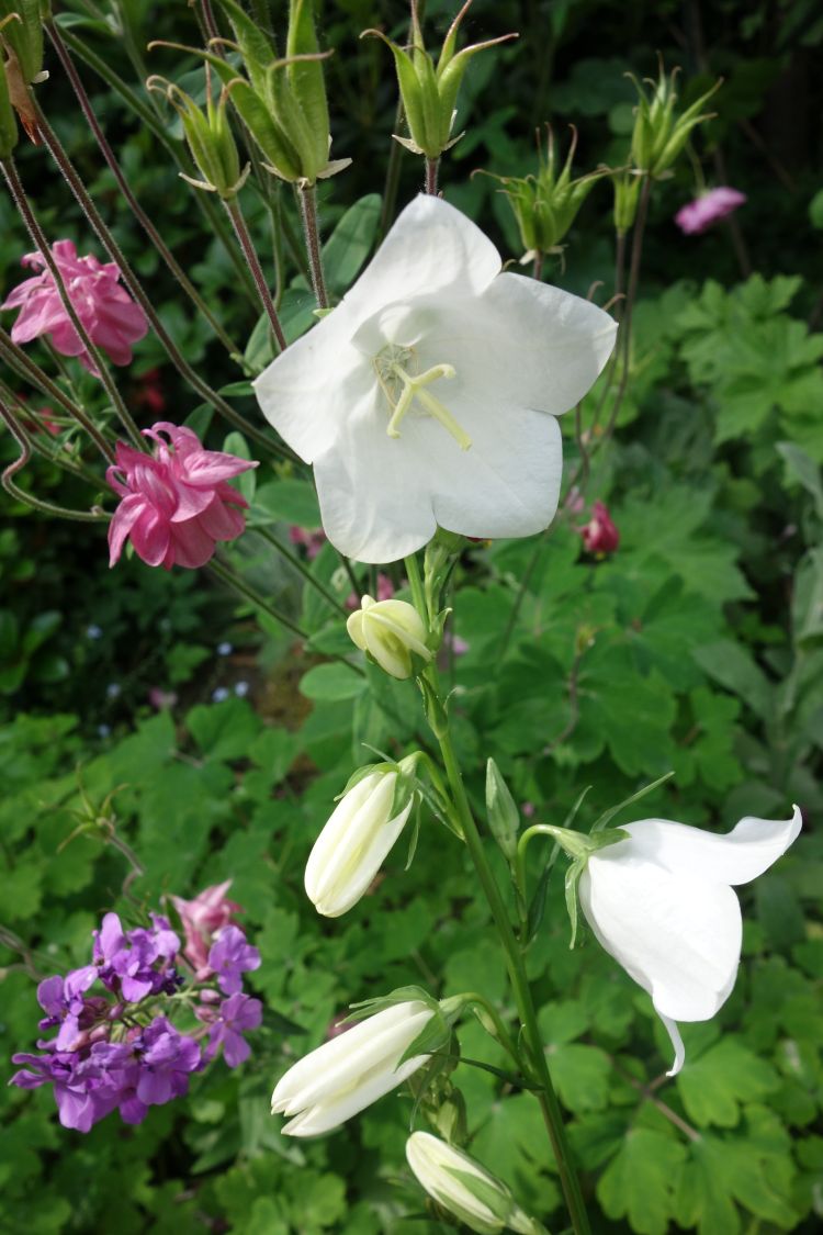 Pfirsichblättrige Glockenblume 'Alba' - Campanula persicifolia 'Alba'