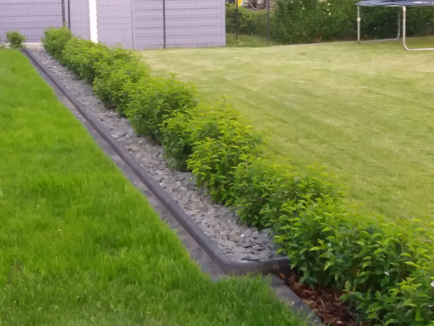 Portugiesische Lorbeerkirsche 'Angustifolia' - Prunus lusitanica 'Angustifolia'