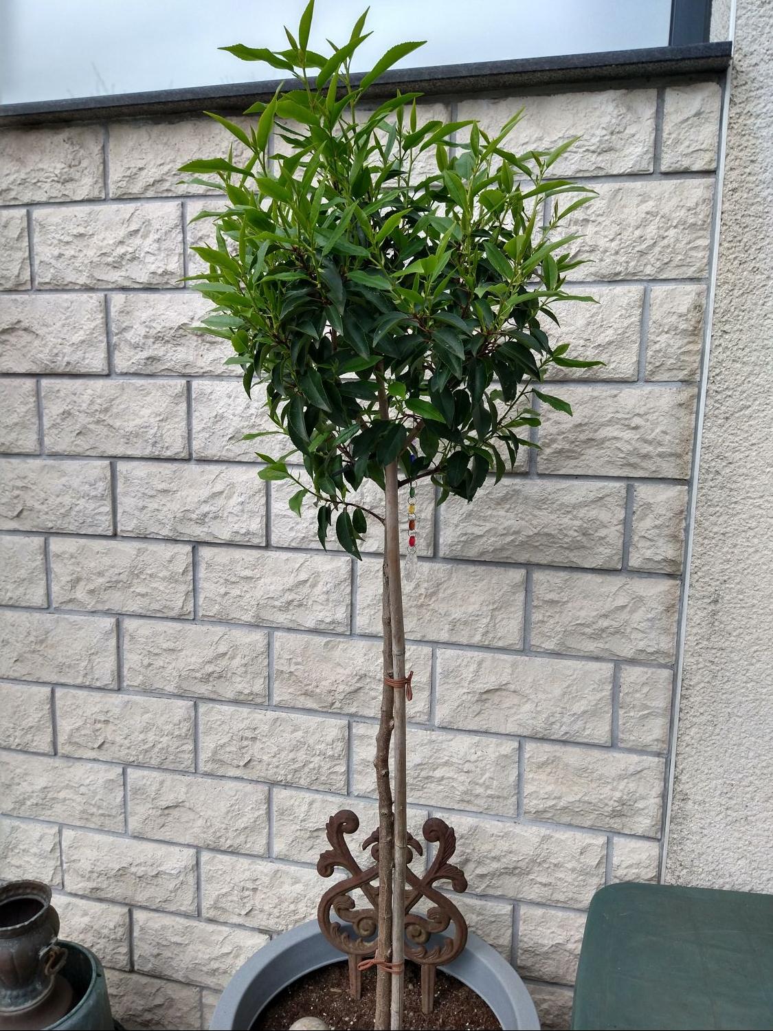 Portugiesische Lorbeerkirsche 'Angustifolia' - Prunus lusitanica 'Angustifolia'