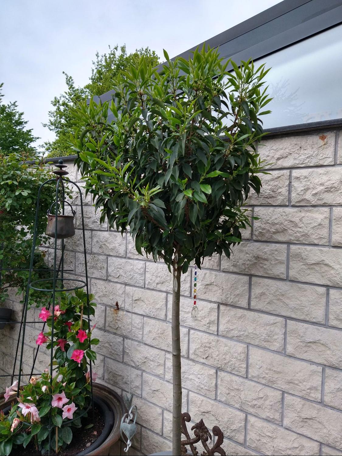 Portugiesische Lorbeerkirsche 'Angustifolia' - Prunus lusitanica 'Angustifolia'