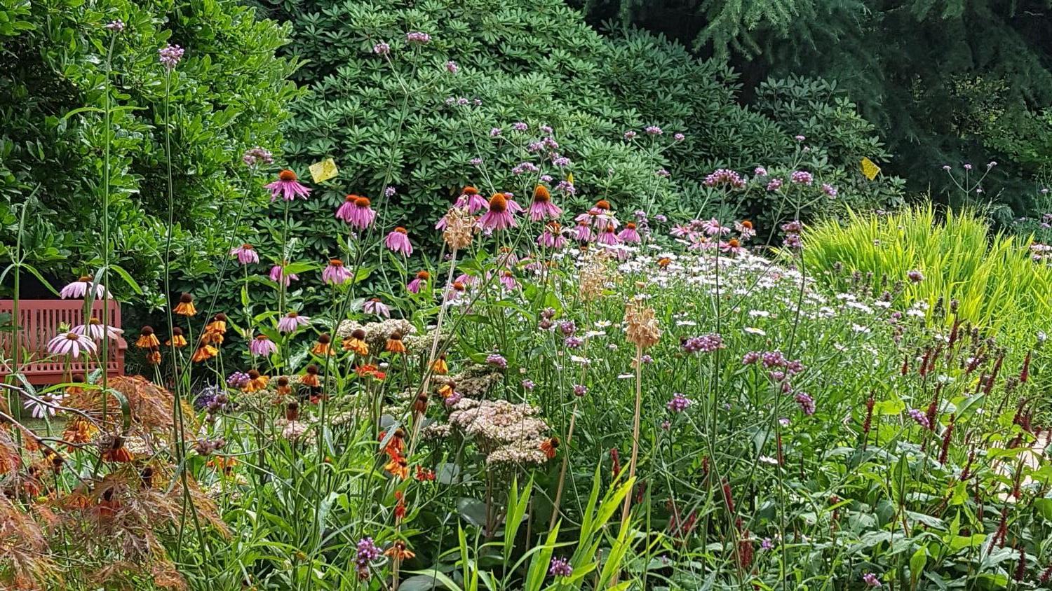 Purpurroter Scheinsonnenhut - Echinacea purpurea
