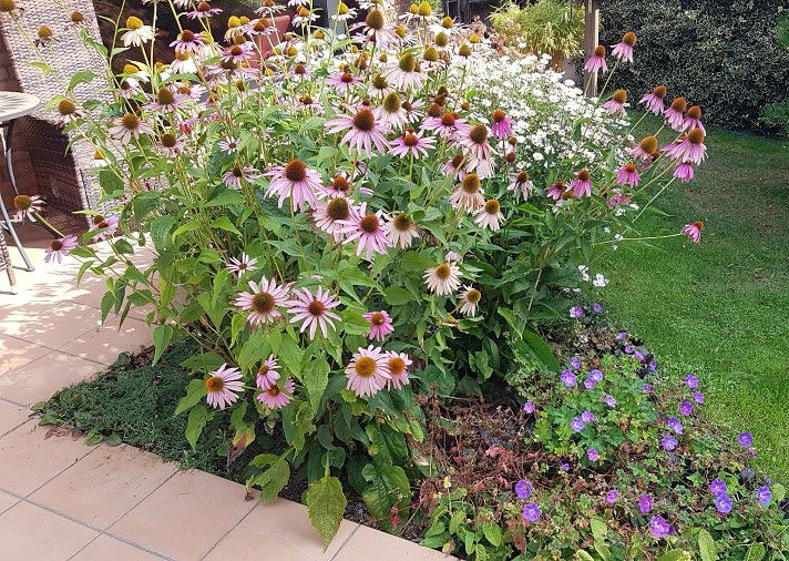 Purpurroter Scheinsonnenhut - Echinacea purpurea