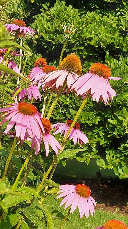 Purpurroter Scheinsonnenhut - Echinacea purpurea