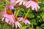 Purpurroter Scheinsonnenhut - Echinacea purpurea