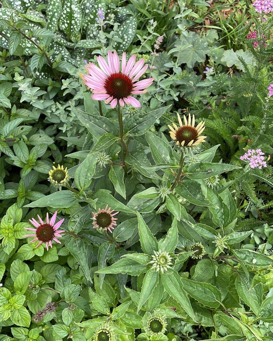 Purpurroter Scheinsonnenhut - Echinacea purpurea