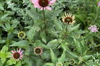 Purpurroter Scheinsonnenhut - Echinacea purpurea