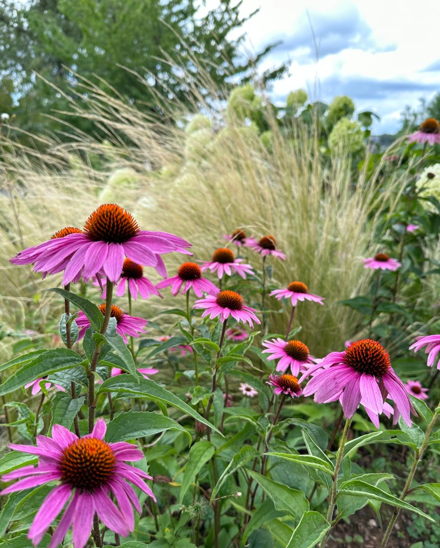 Purpurroter Scheinsonnenhut - Echinacea purpurea