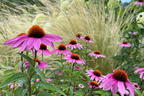 Purpurroter Scheinsonnenhut - Echinacea purpurea