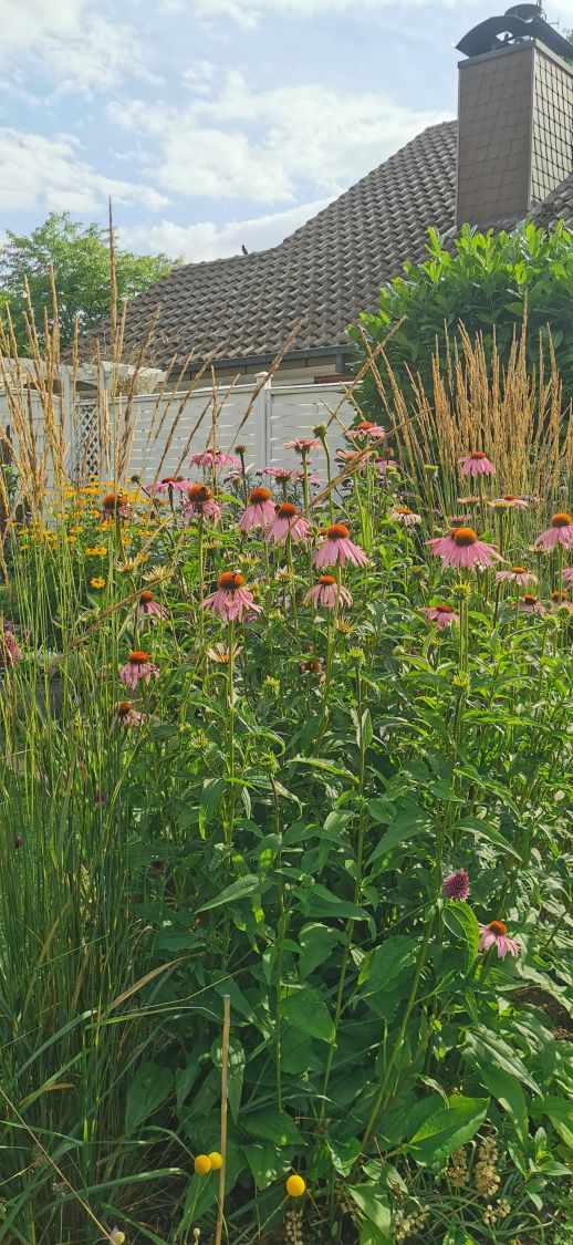 Purpurroter Scheinsonnenhut - Echinacea purpurea