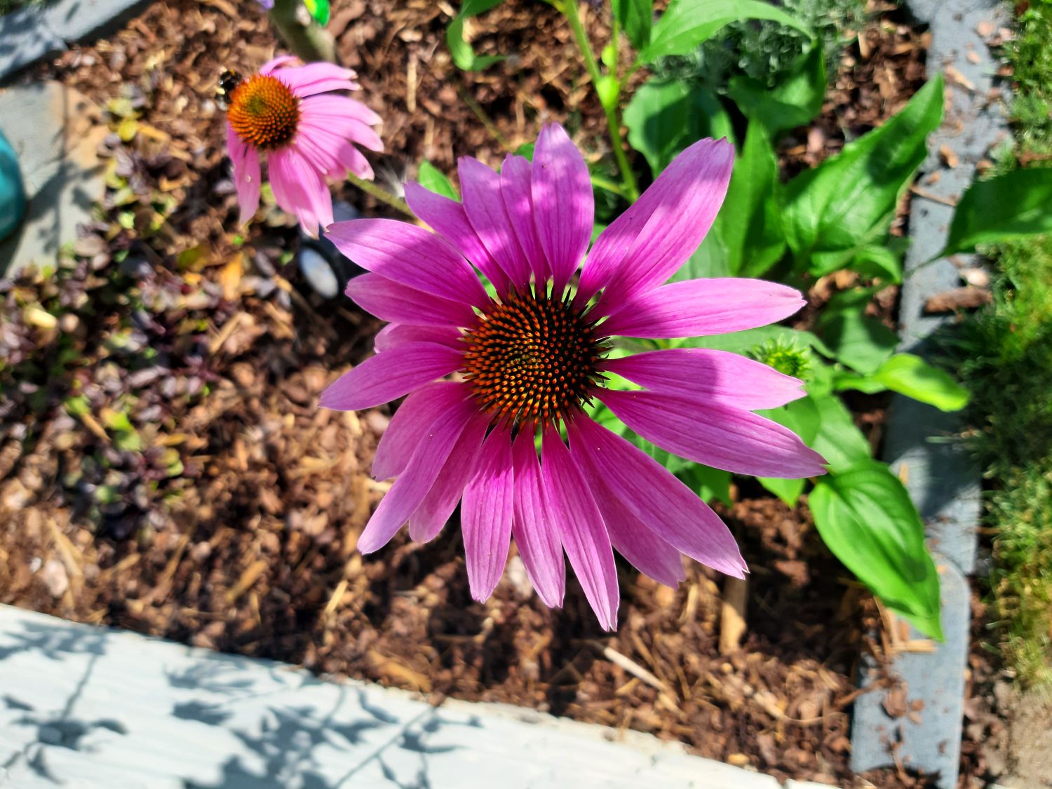 Purpurroter Scheinsonnenhut - Echinacea purpurea