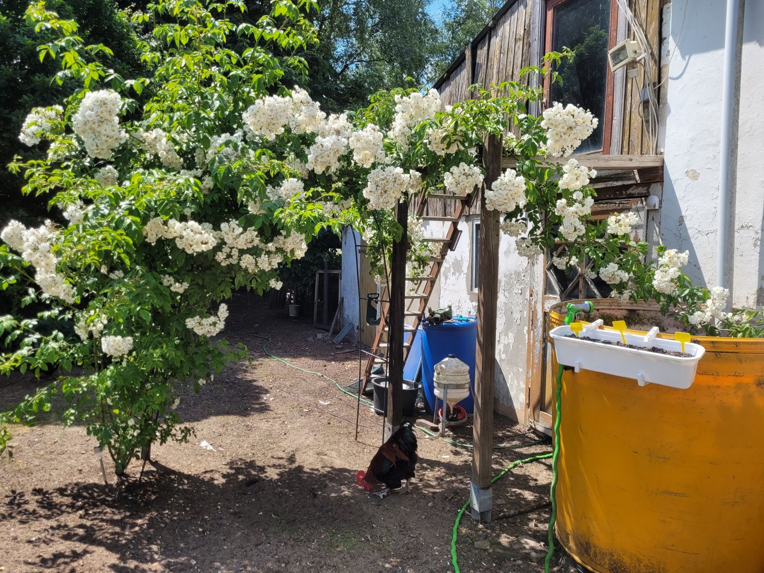 Ramblerrose 'Bobby James' - Rosa 'Bobby James'
