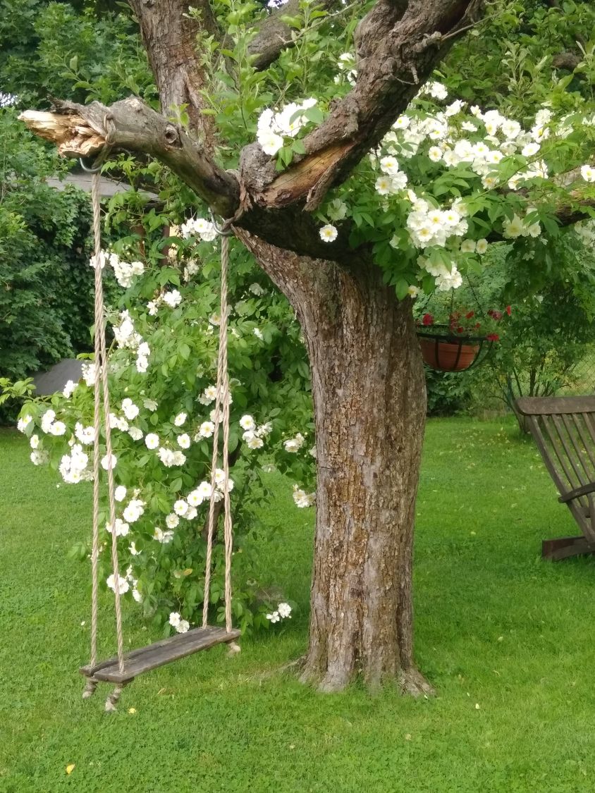 Ramblerrose 'Bobby James' - Rosa 'Bobby James'