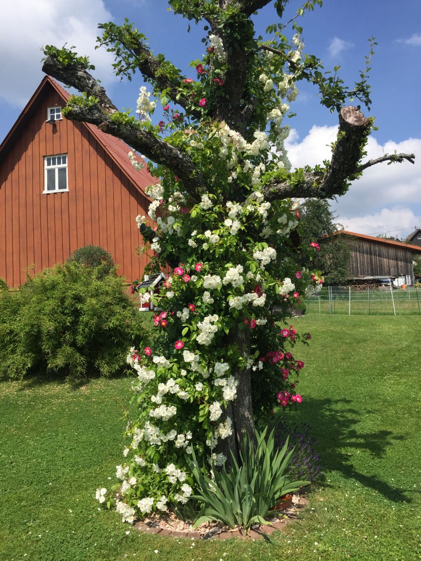 Ramblerrose 'Bobby James' - Rosa 'Bobby James'