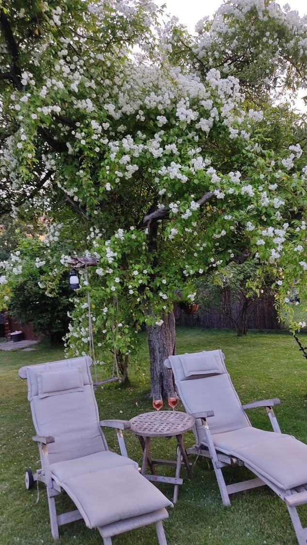 Ramblerrose 'Bobby James' - Rosa 'Bobby James'