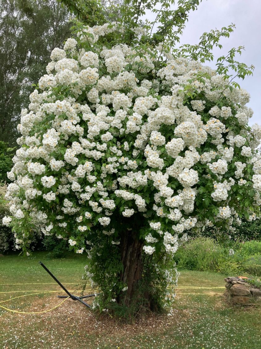 Ramblerrose 'Bobby James' - Rosa 'Bobby James'