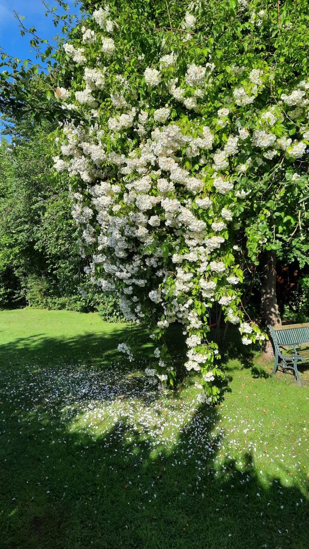 Ramblerrose 'Bobby James' - Rosa 'Bobby James'