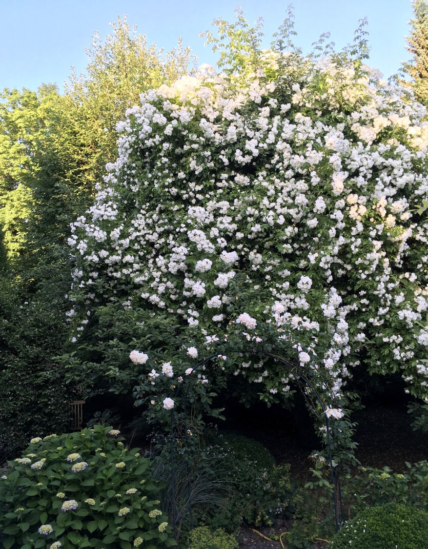 Ramblerrose 'Bobby James' - Rosa 'Bobby James'