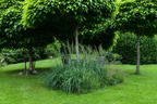 Reitgras 'England' - Calamagrostis x acutiflora 'England'