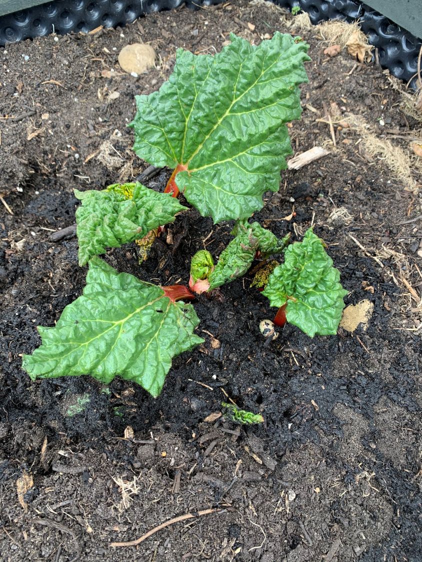 Rhabarber 'Elmsjuwel' Rheum 'Elmsjuwel' Baumschule Horstmann