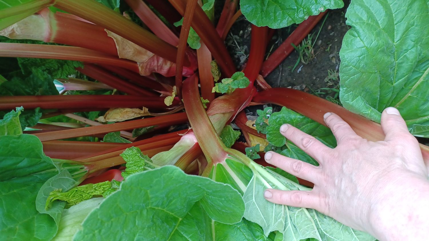 Rhabarber 'Fulton's Strawberry Surprise' - Rheum rhabarbarum 'Fulton's Strawberry Surprise'