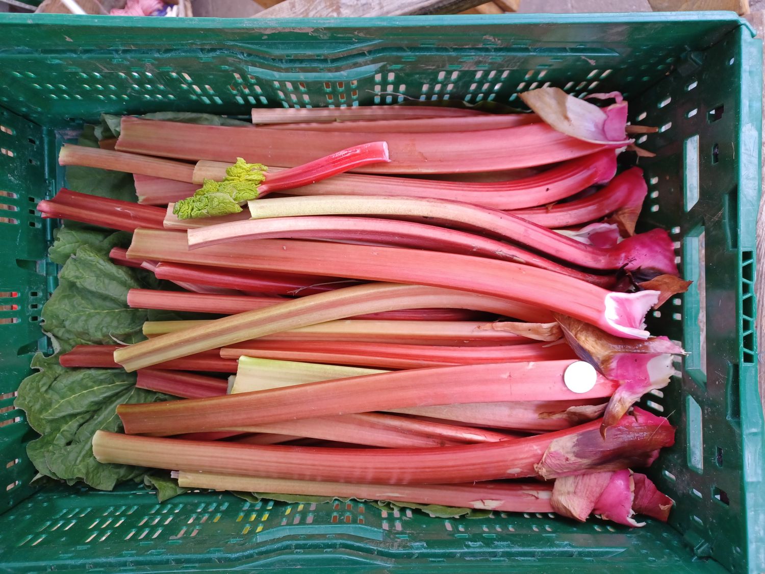 Rhabarber 'Fulton's Strawberry Surprise' - Rheum rhabarbarum 'Fulton's Strawberry Surprise'