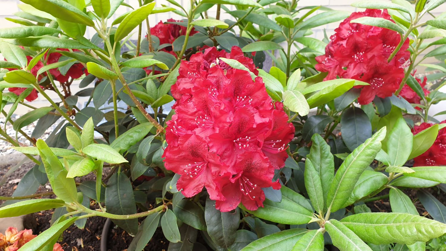 Rhododendron 'Erato' - Rhododendron Hybride 'Erato'