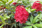 Rhododendron 'Erato' - Rhododendron Hybride 'Erato'