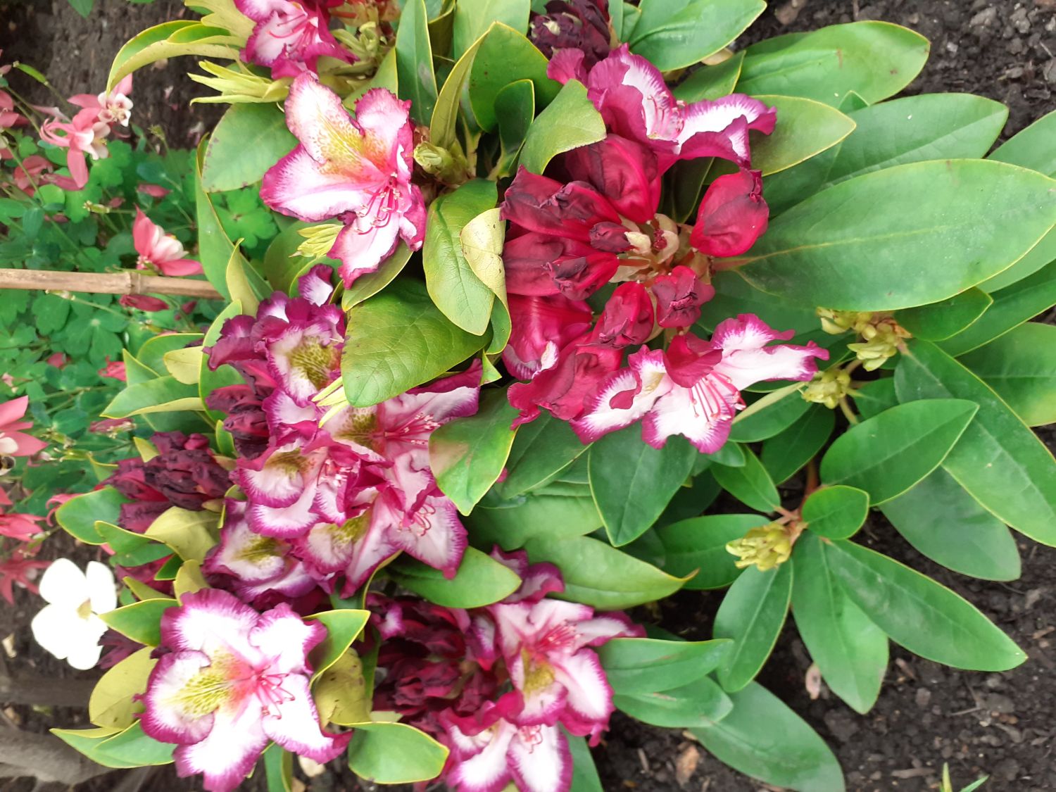 Rhododendron Happydendron ® 'Pushy Purple ®' - Rhododendron Hybride Happydendron ® 'Pushy Purple ®'