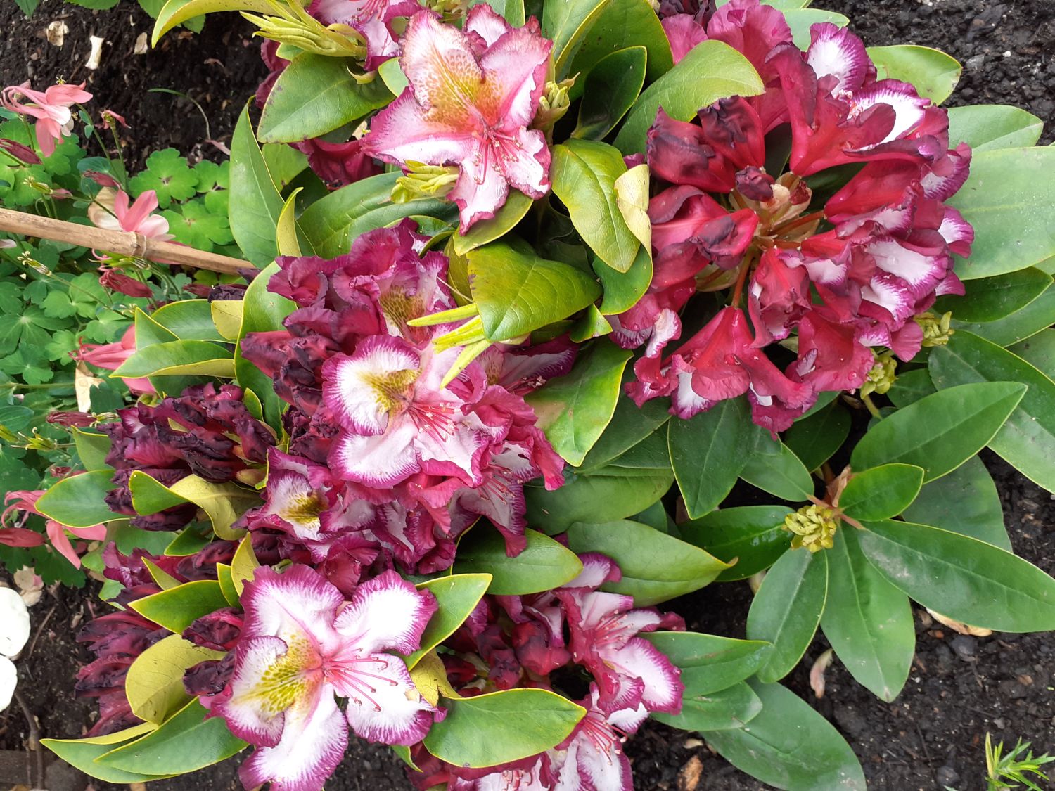 Rhododendron Happydendron ® 'Pushy Purple ®' - Rhododendron Hybride Happydendron ® 'Pushy Purple ®'