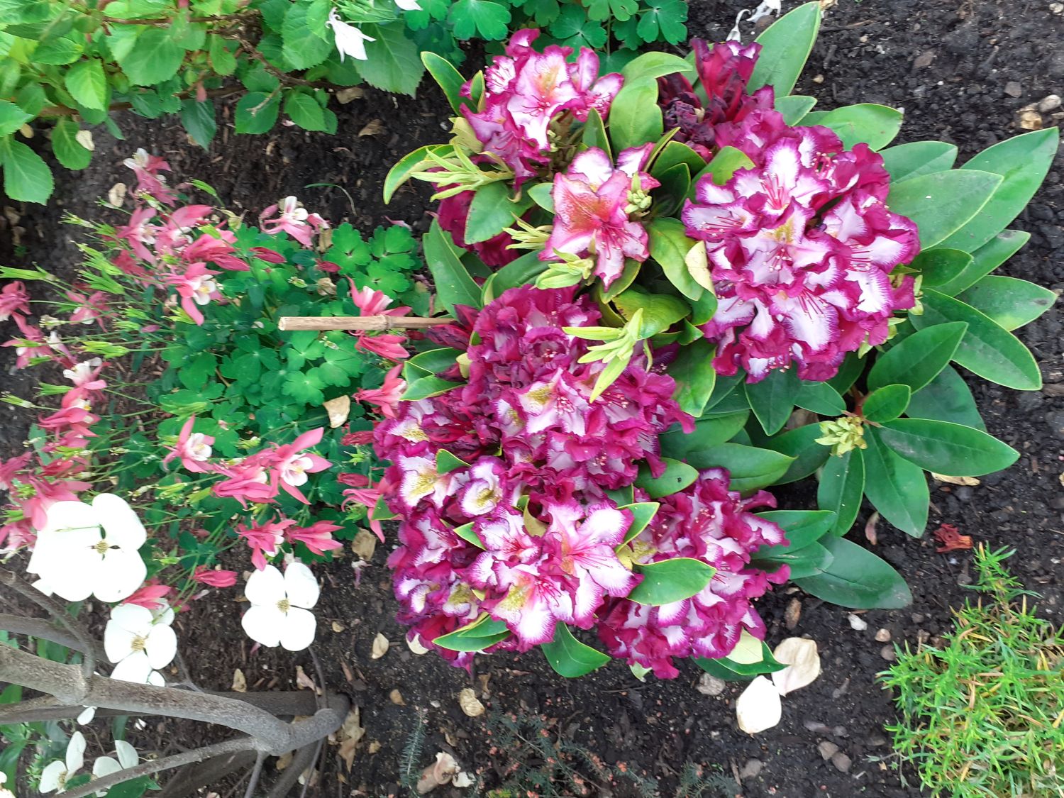 Rhododendron Happydendron ® 'Pushy Purple ®' - Rhododendron Hybride Happydendron ® 'Pushy Purple ®'