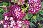 Rhododendron Happydendron ® 'Pushy Purple ®' - Rhododendron Hybride Happydendron ® 'Pushy Purple ®'