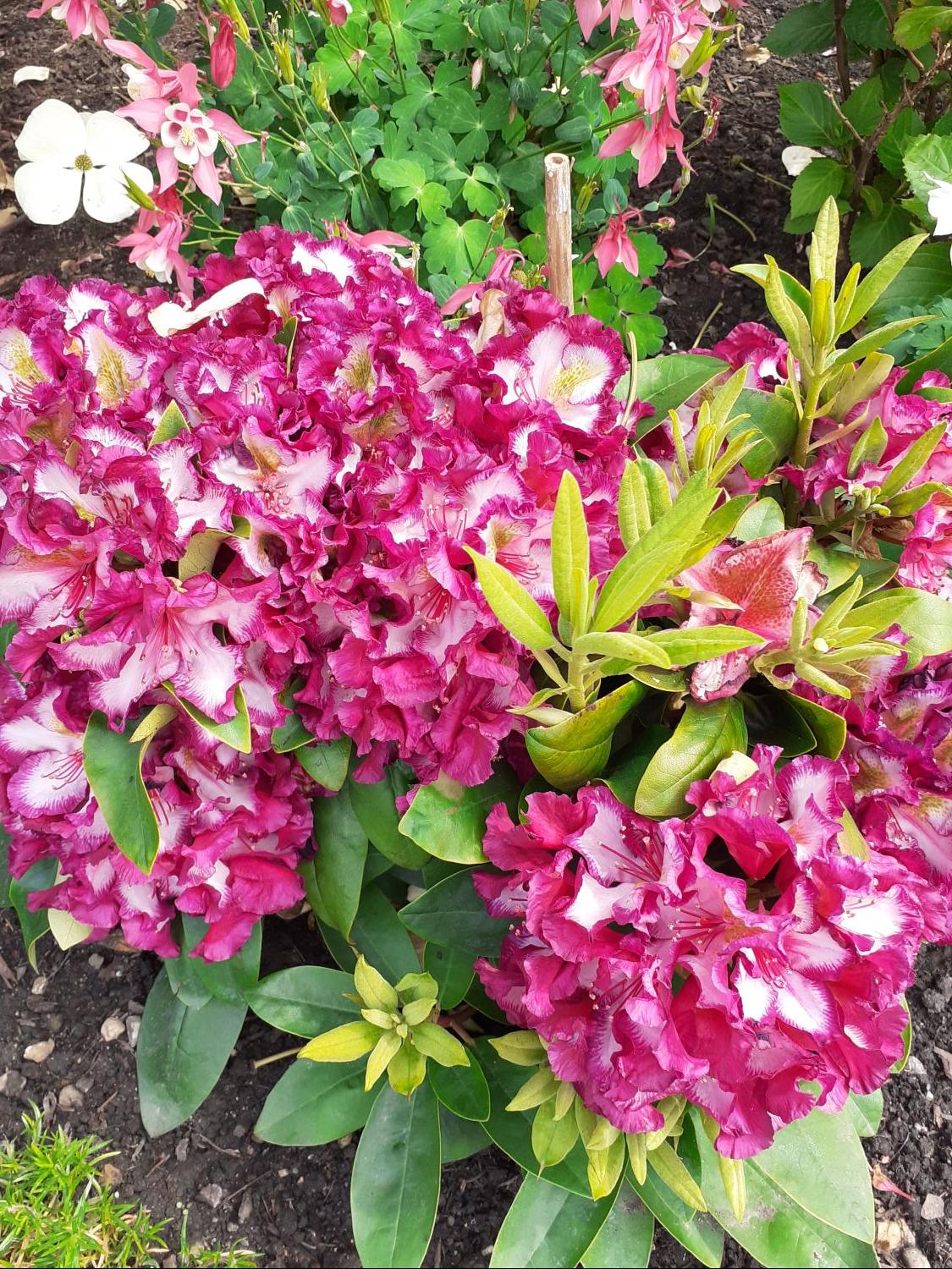 Rhododendron Happydendron ® 'Pushy Purple ®' - Rhododendron Hybride Happydendron ® 'Pushy Purple ®'
