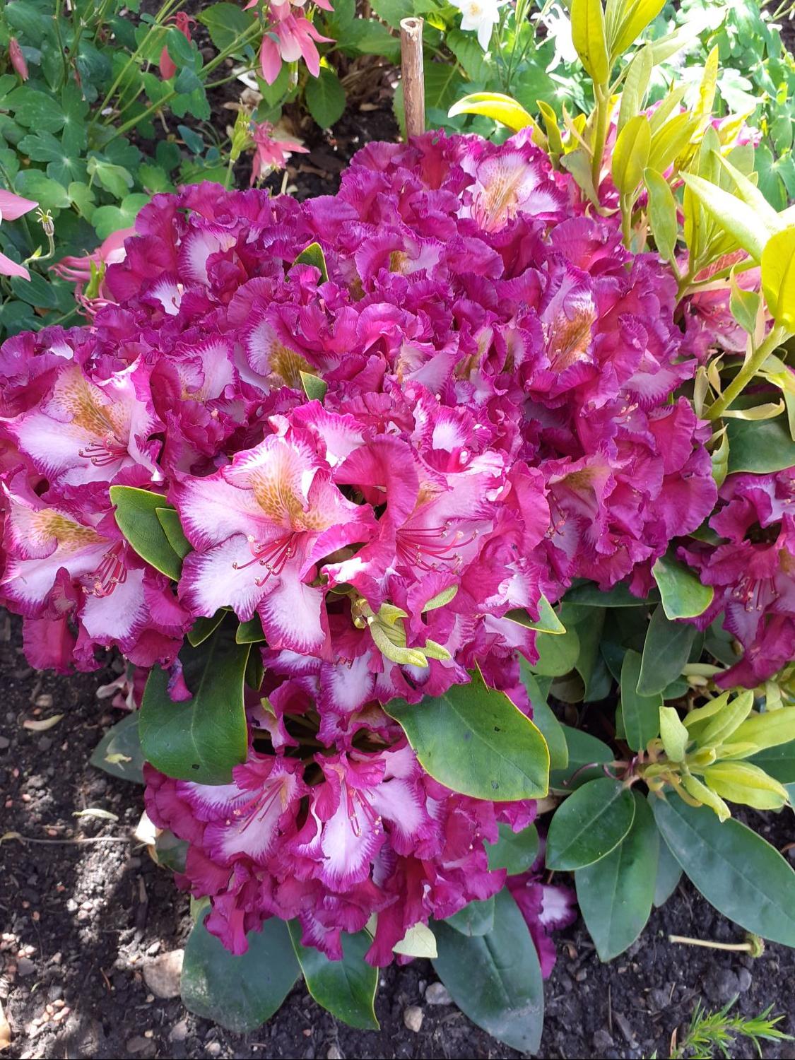 Rhododendron Happydendron ® 'Pushy Purple ®' - Rhododendron Hybride Happydendron ® 'Pushy Purple ®'