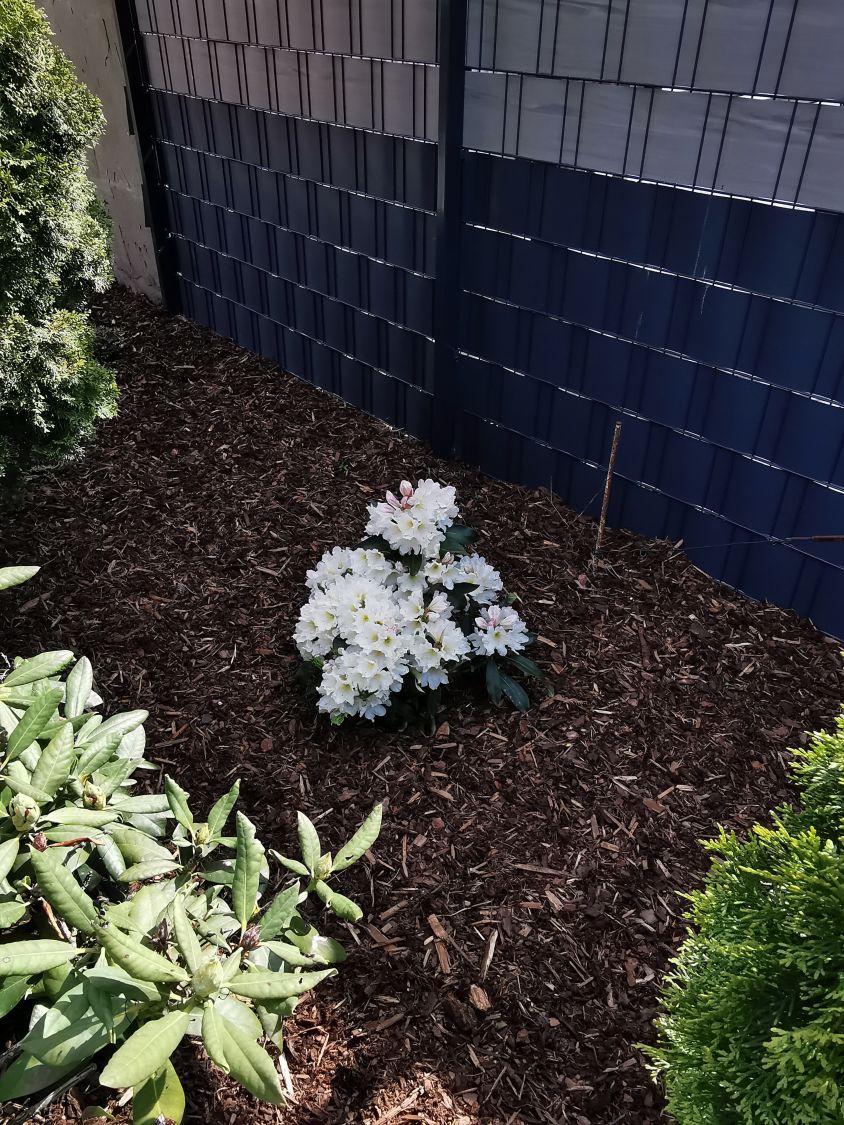 Rhododendron 'INKARHO ®-Dufthecke' weiß - Rhododendron Hybride 'INKARHO ®-Dufthecke' weiß