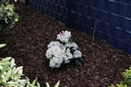 Rhododendron 'INKARHO ®-Dufthecke' weiß - Rhododendron Hybride 'INKARHO ®-Dufthecke' weiß