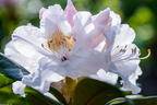 Rhododendron 'INKARHO ®-Dufthecke' weiß - Rhododendron Hybride 'INKARHO ®-Dufthecke' weiß