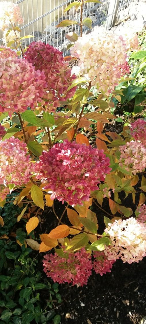 Rispenhortensie 'Bobo' / 'IIvobo' - Hydrangea paniculata 'Bobo' / 'Ilvobo'