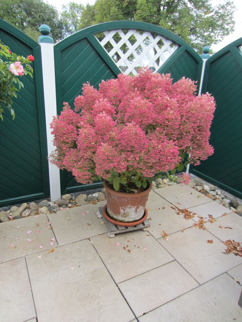 Rispenhortensie 'Bobo' / 'IIvobo' - Hydrangea paniculata 'Bobo' / 'Ilvobo'