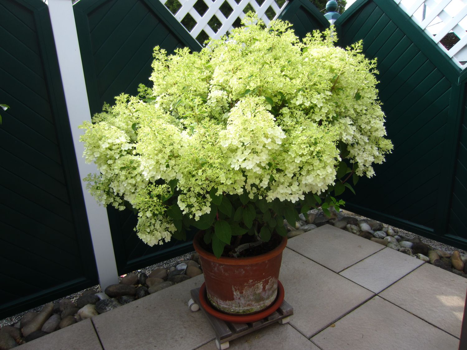 Rispenhortensie 'Bobo' / 'IIvobo' - Hydrangea paniculata 'Bobo' / 'Ilvobo'