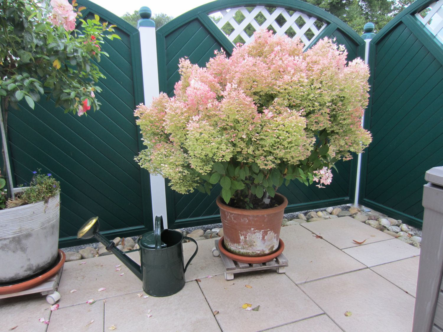 Rispenhortensie 'Bobo' / 'IIvobo' - Hydrangea paniculata 'Bobo' / 'Ilvobo'