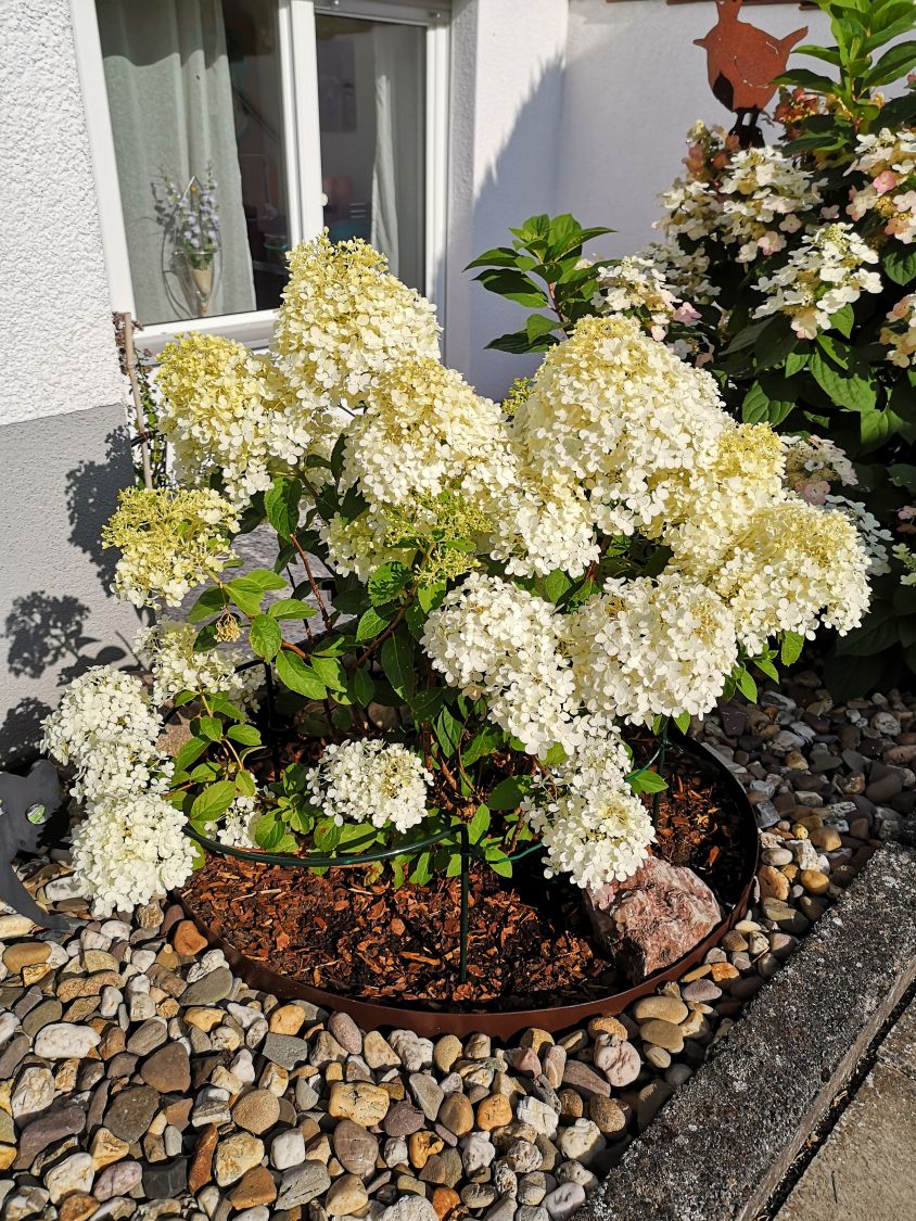 Rispenhortensie 'Bobo' / 'IIvobo' - Hydrangea paniculata 'Bobo' / 'Ilvobo'
